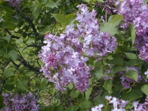 Enid_2003_HP_MM__DM_1