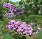 Esmeralda_201805_Dobele_NS_4