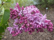 Esther_Staley_20190507_LP_MLD_2