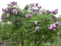 Esther_Staley_201906_RBG_MLD_1