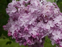 Esther_Staley_201906_RBG_MLD_2