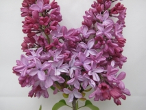 Esther_Staley_LNT_1
