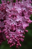 Esther_Staley_MSU_BG_TP_1