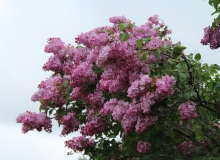 Esther_Staley_MSU_BG_TP_10