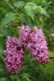 Esther_Staley_MSU_BG_TP_11