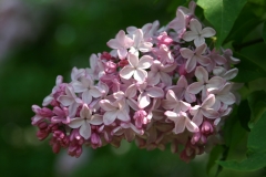 Esther_Staley_MSU_BG_TP_2