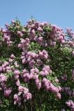 Esther_Staley_MSU_BG_TP_3