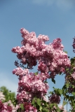 Esther_Staley_MSU_BG_TP_4