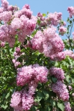 Esther_Staley_MSU_BG_TP_5