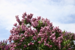 Esther_Staley_MSU_BG_TP_6