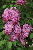 Esther_Staley_MSU_BG_TP_7