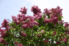 Esther_Staley_MSU_BG_TP_8