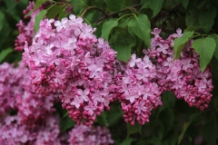 Esther_Staley_MSU_BG_TP_9