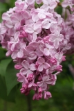 Esther_Staley_TRD_TP_3