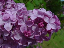 Esther_Staley_ZB_2