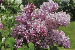 Esther_Staley_ZB_3