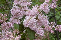 Ethel M. Webster