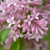 Ethel_M._Webster_2019_LM_CF