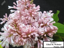 Ethel_M._Webster_LNT