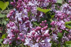 Evangeline (Skinner)