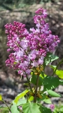 Evangeline_20210409_MLD_MLD_2