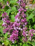Evangeline_20210409_MLD_MLD_3