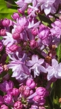 Evangeline_20210409_MLD_MLD_4