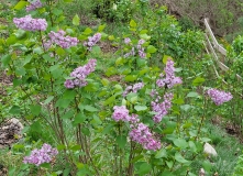 Evangeline_20210412_MLD_MLD