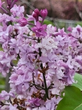 Evangeline_20210427_BLBG_MLD