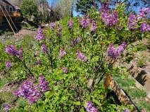 Evangeline_20220415_MLD_MLD_4