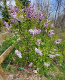 Evangeline_20220420_MLD_MLD_1