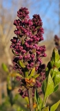 Evangeline_20230403_MLD_MLD
