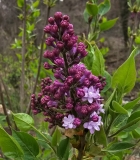 Evangeline_20230405_MLD_MLD