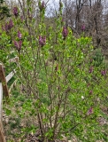Evangeline_20230407_MLD_MLD
