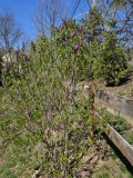 Evangeline_20230409_MLD_MLD_1