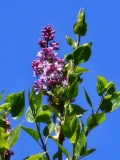 Evangeline_20230410_MLD_MLD