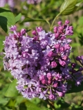 Evangeline_20230413_MLD_MLD_1