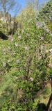 Evangeline_20230413_MLD_MLD_2