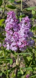 Evangeline_20230413_MLD_MLD_3