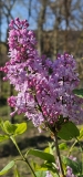 Evangeline_20230413_MLD_MLD_4