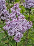 Evangeline_20230414_MLD_MLD