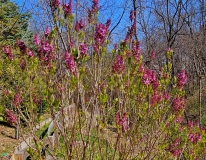 Evangeline_20240329_MLD_MLD