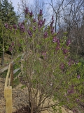 Evangeline_20240331_MLD_MLD