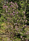 Evangeline_20240405_MLD_MLD_GDD_175_4
