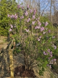 Evangeline_20240408_MLD_MLD