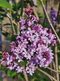 Evangeline_20240408_MLD_MLD_2