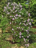 Evangeline_20240411_MLD_MLD