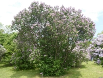 Evangeline_Skinner_201906_MBG_MLD