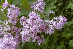 TOSHIBA Exif JPEG