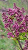 Evangeline_buds_GDD122_20220401_MLD